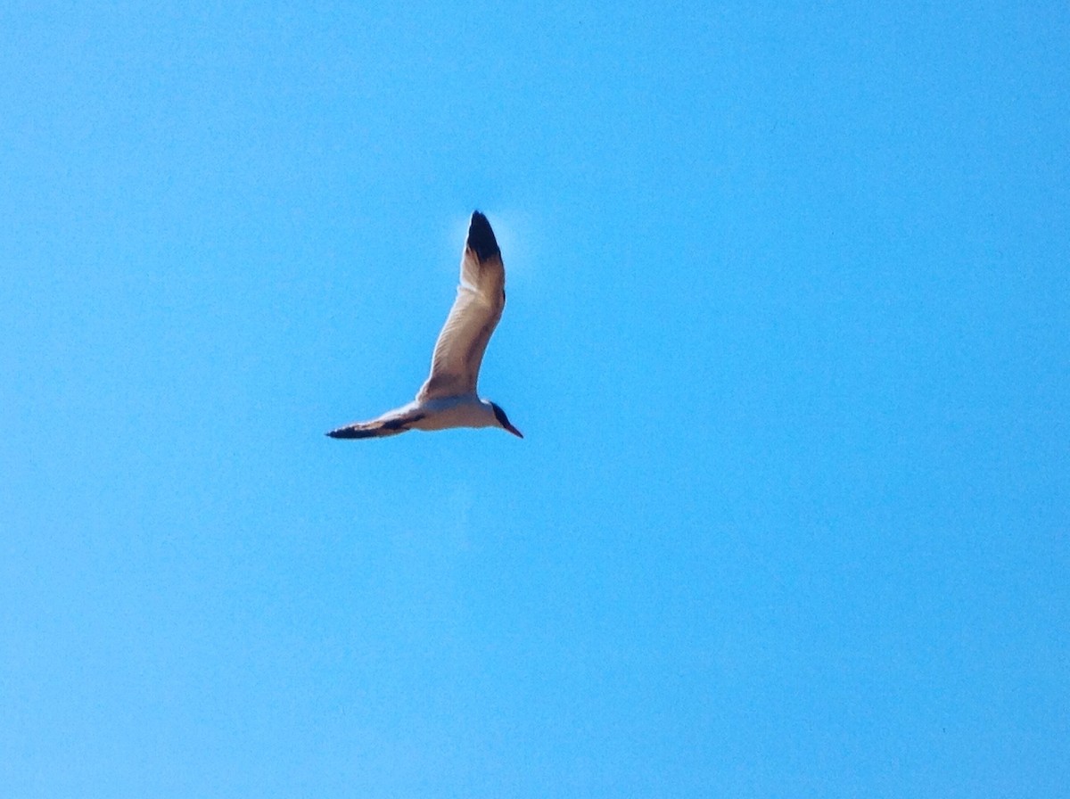 Caspian Tern - ML171531301