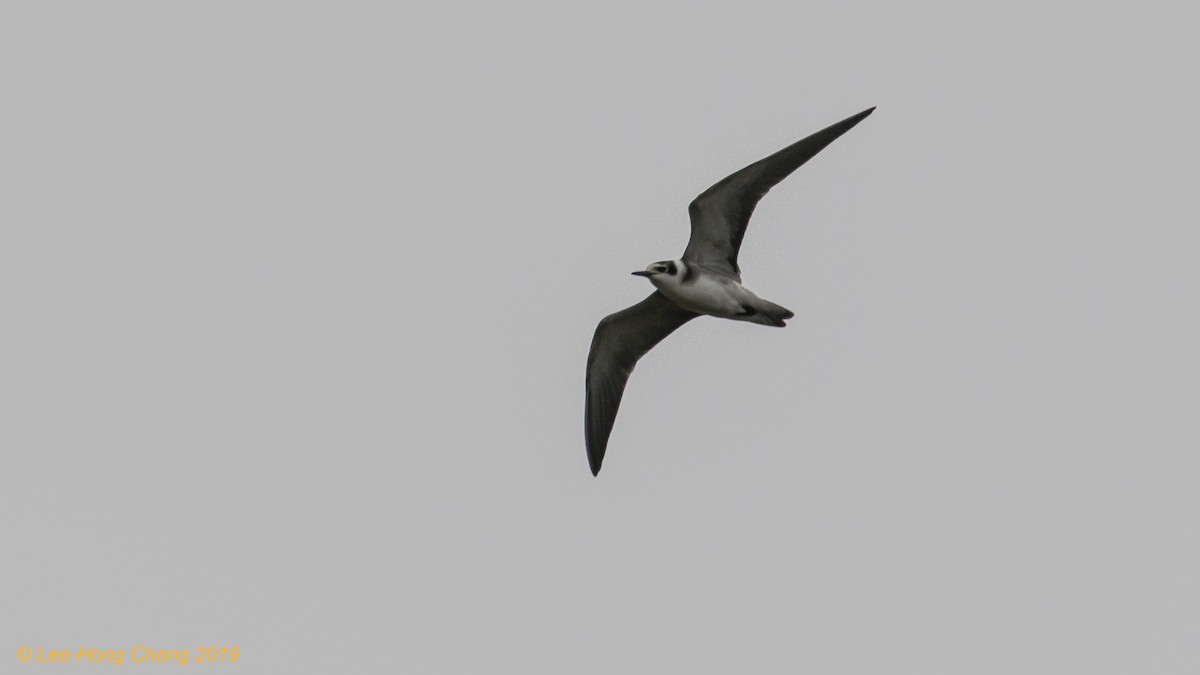 Black Tern (American) - Lee-Hong Chang