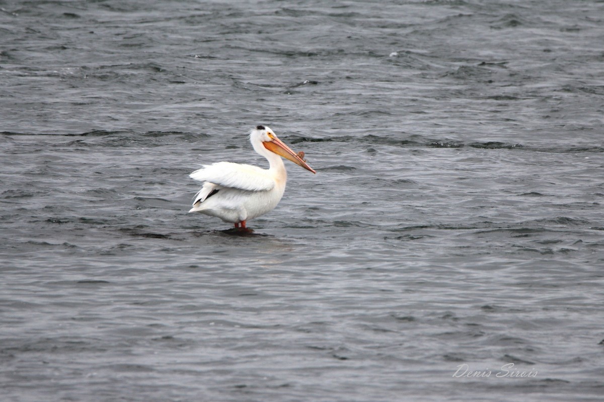 American White Pelican - ML171531451