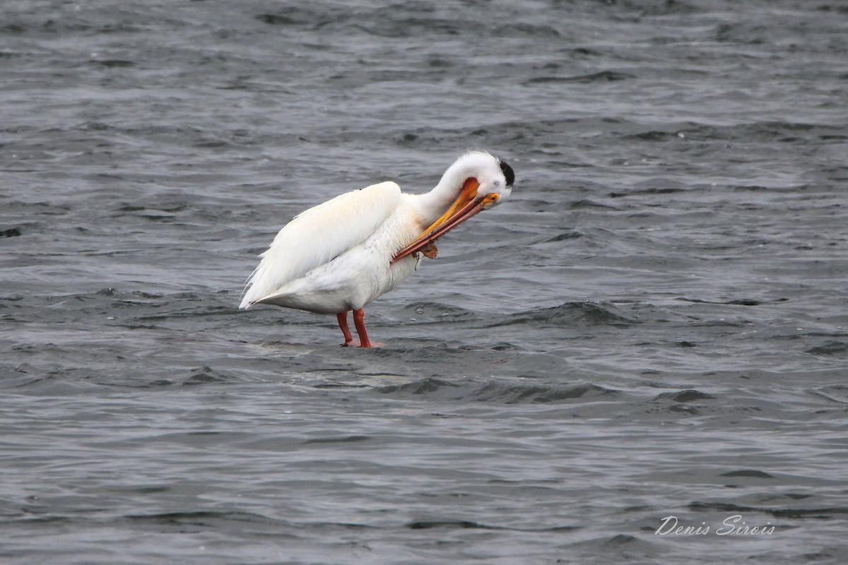 American White Pelican - ML171531491