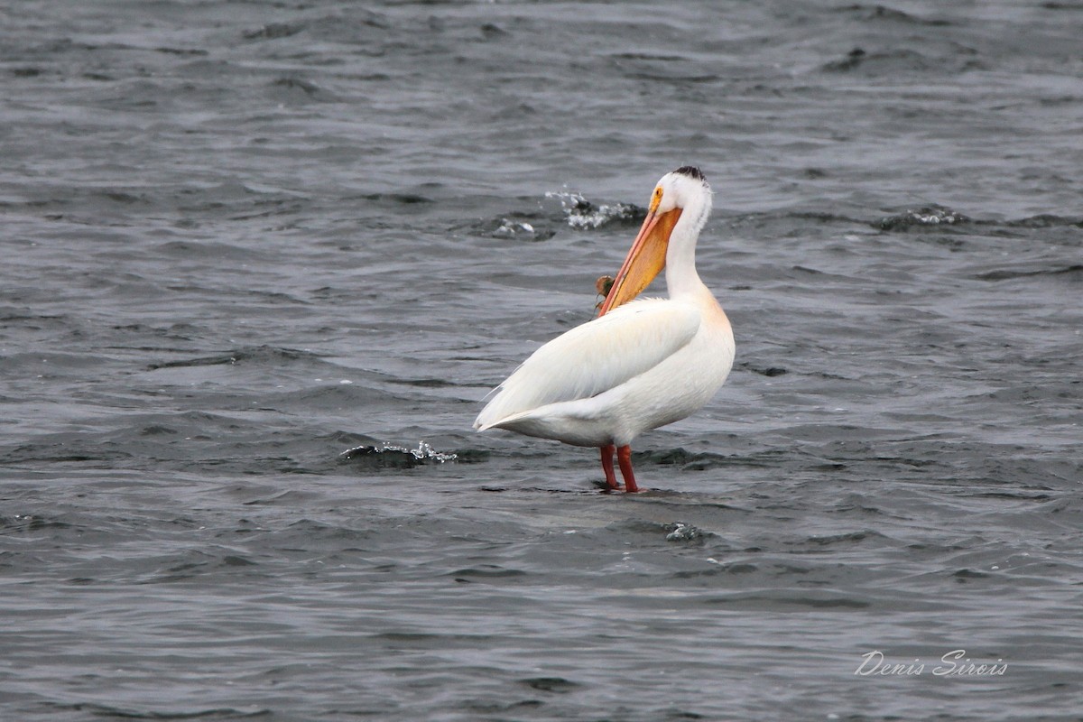 American White Pelican - ML171531541