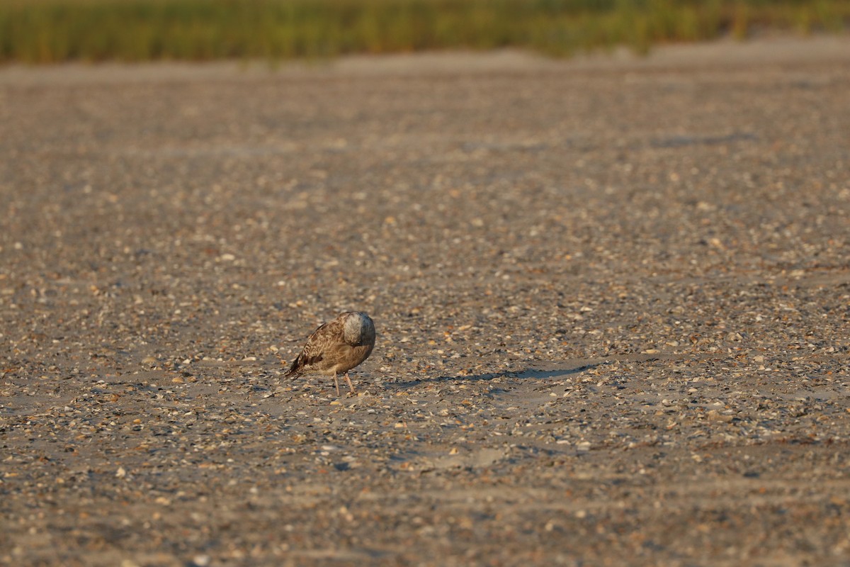 Herring Gull - ML171531661