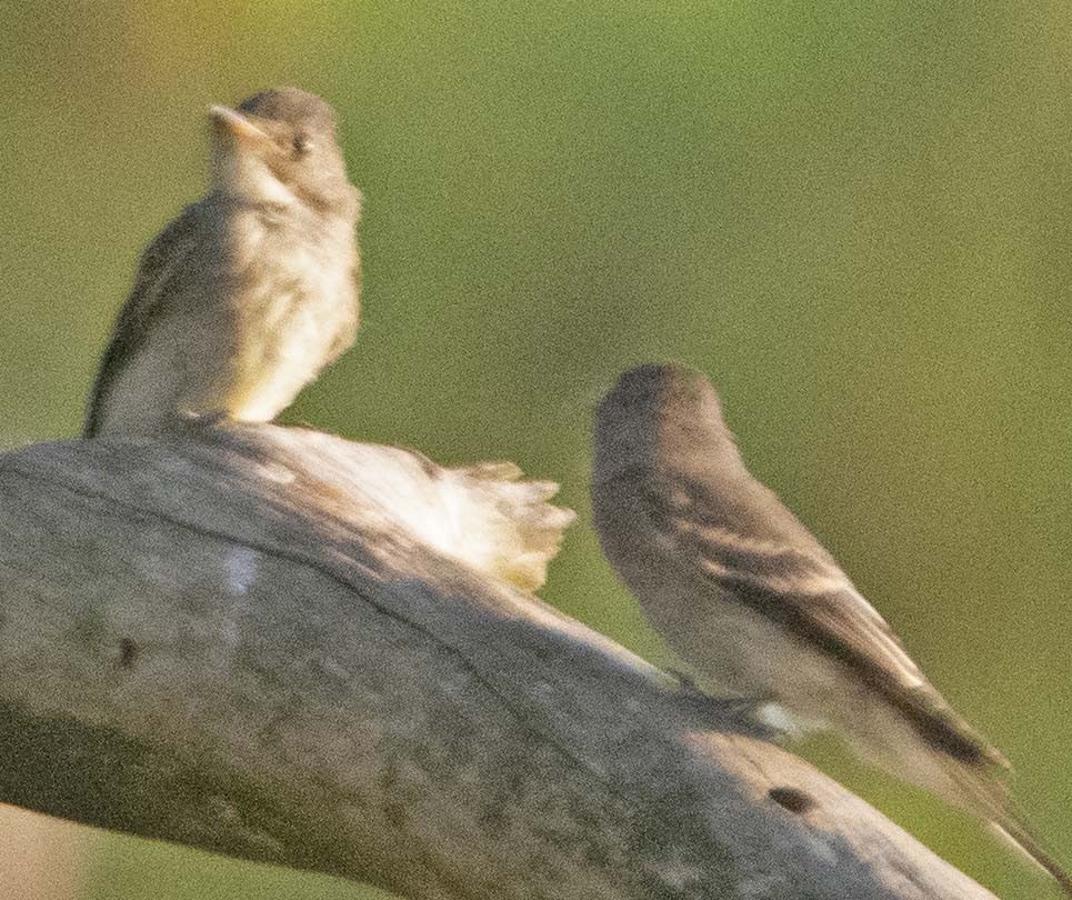 Eastern Phoebe - ML171533281