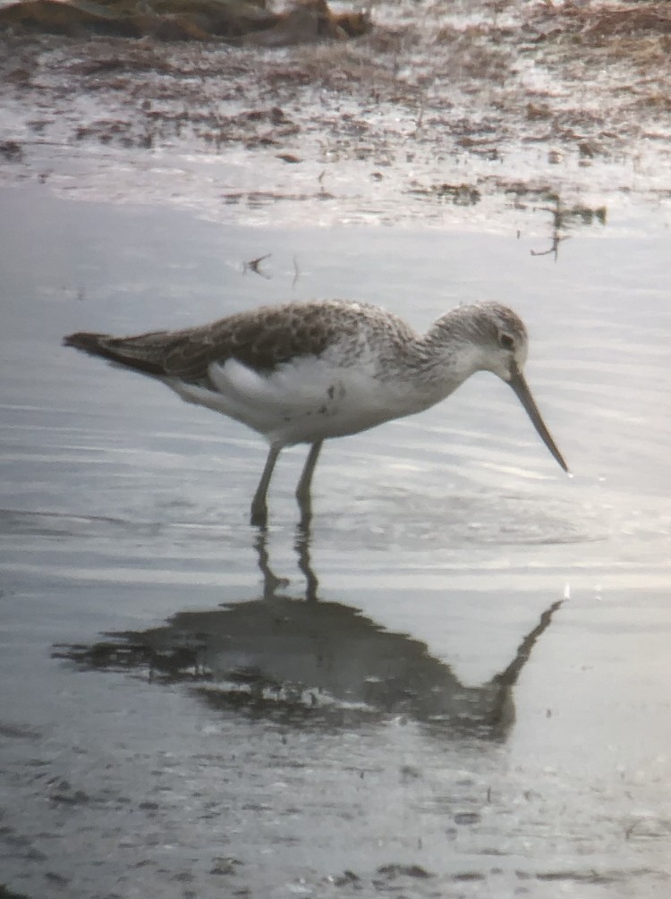 Common Greenshank - ML171533611