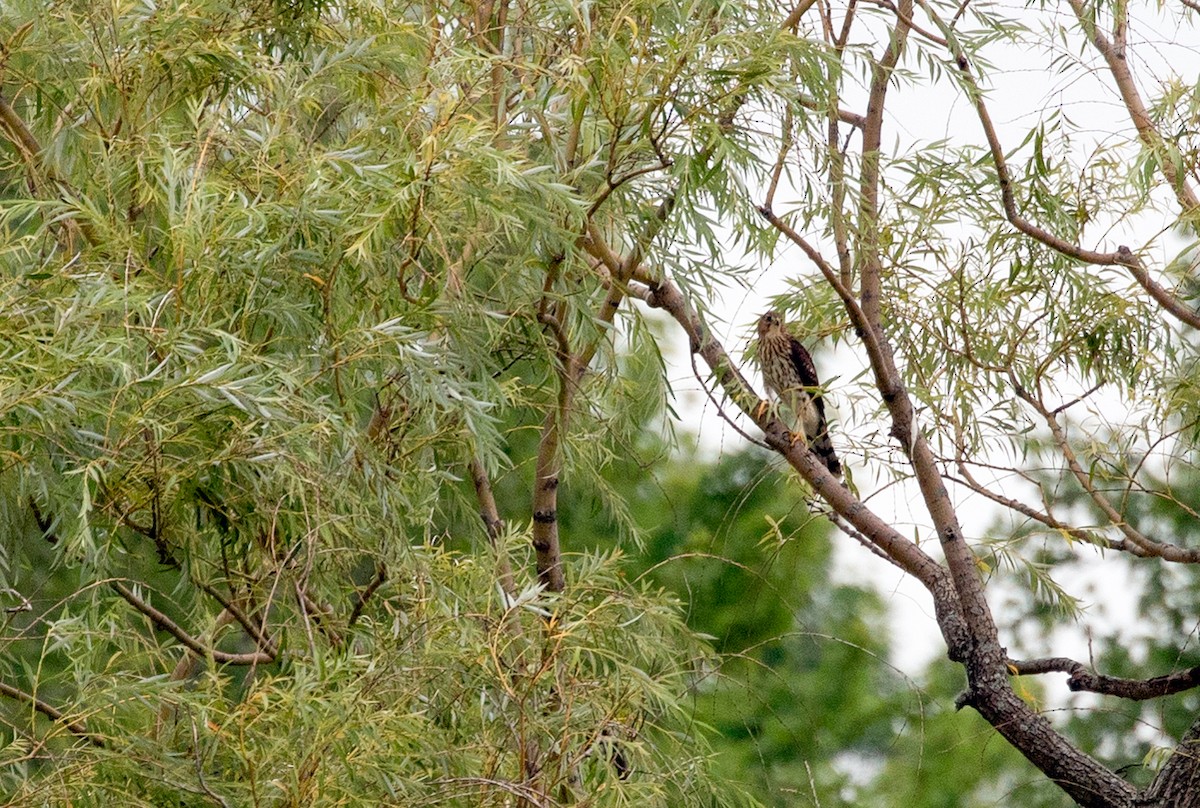 Cooper's Hawk - ML171534021