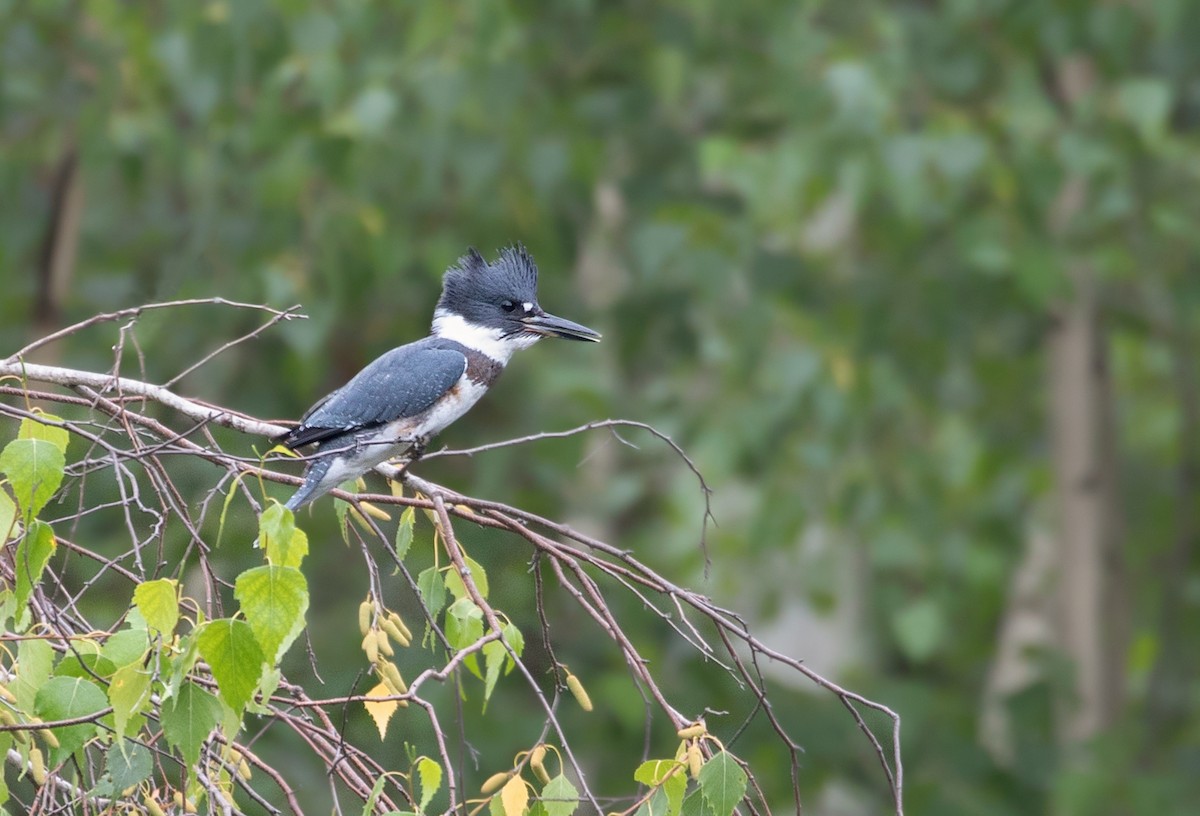 Belted Kingfisher - ML171534111