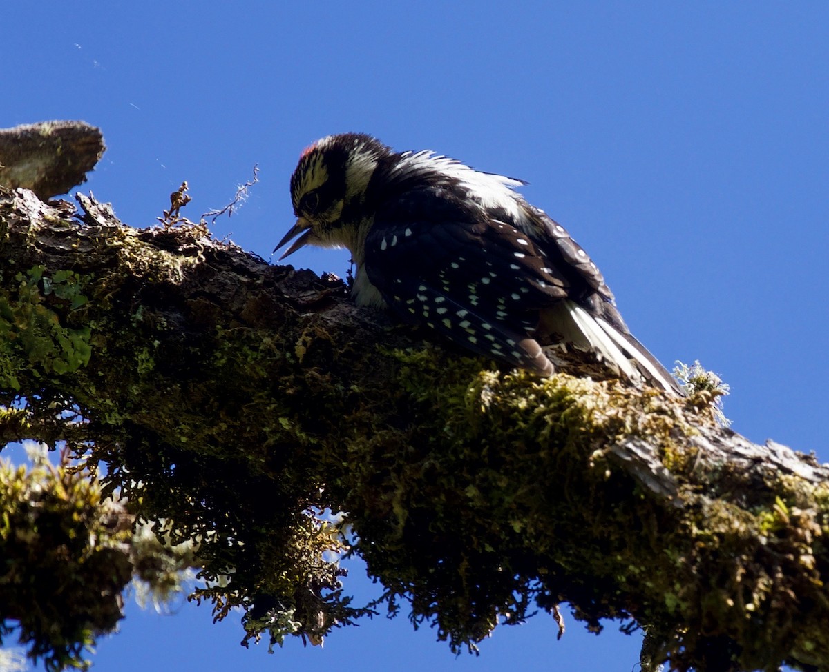 Downy Woodpecker - Andrew Kenny