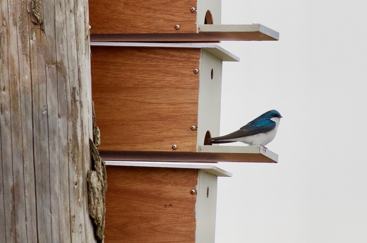 Tree Swallow - Andrew Kenny