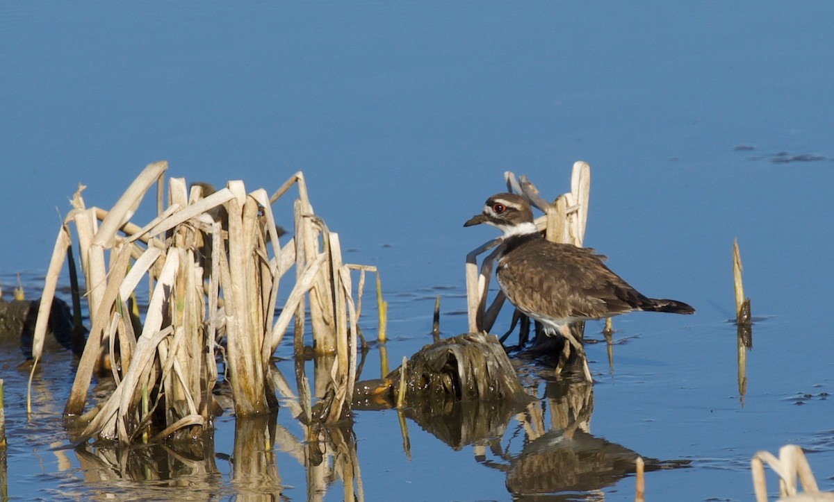 Killdeer - Andrew Kenny