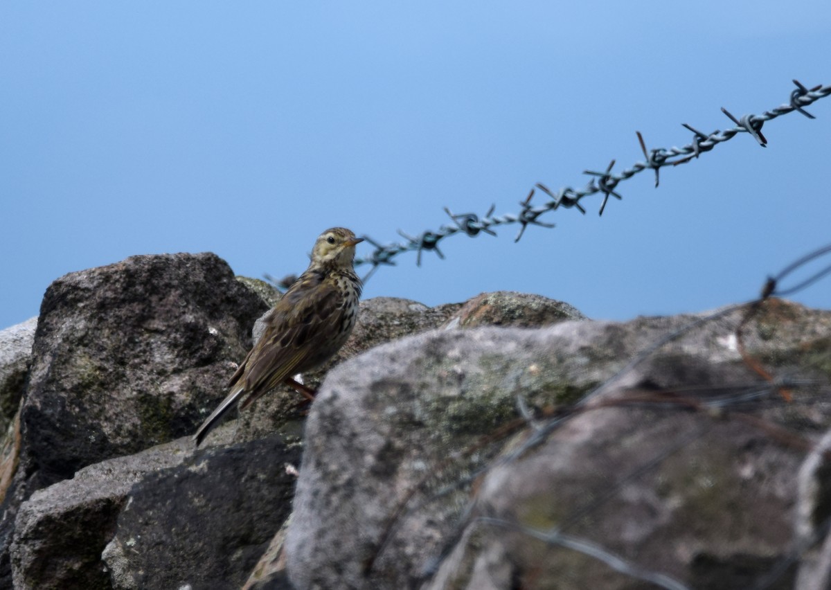 Meadow Pipit - ML171538471