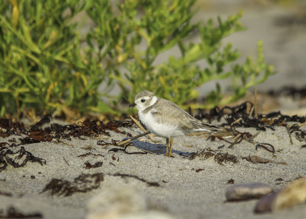 Piping Plover - Trefor Evans