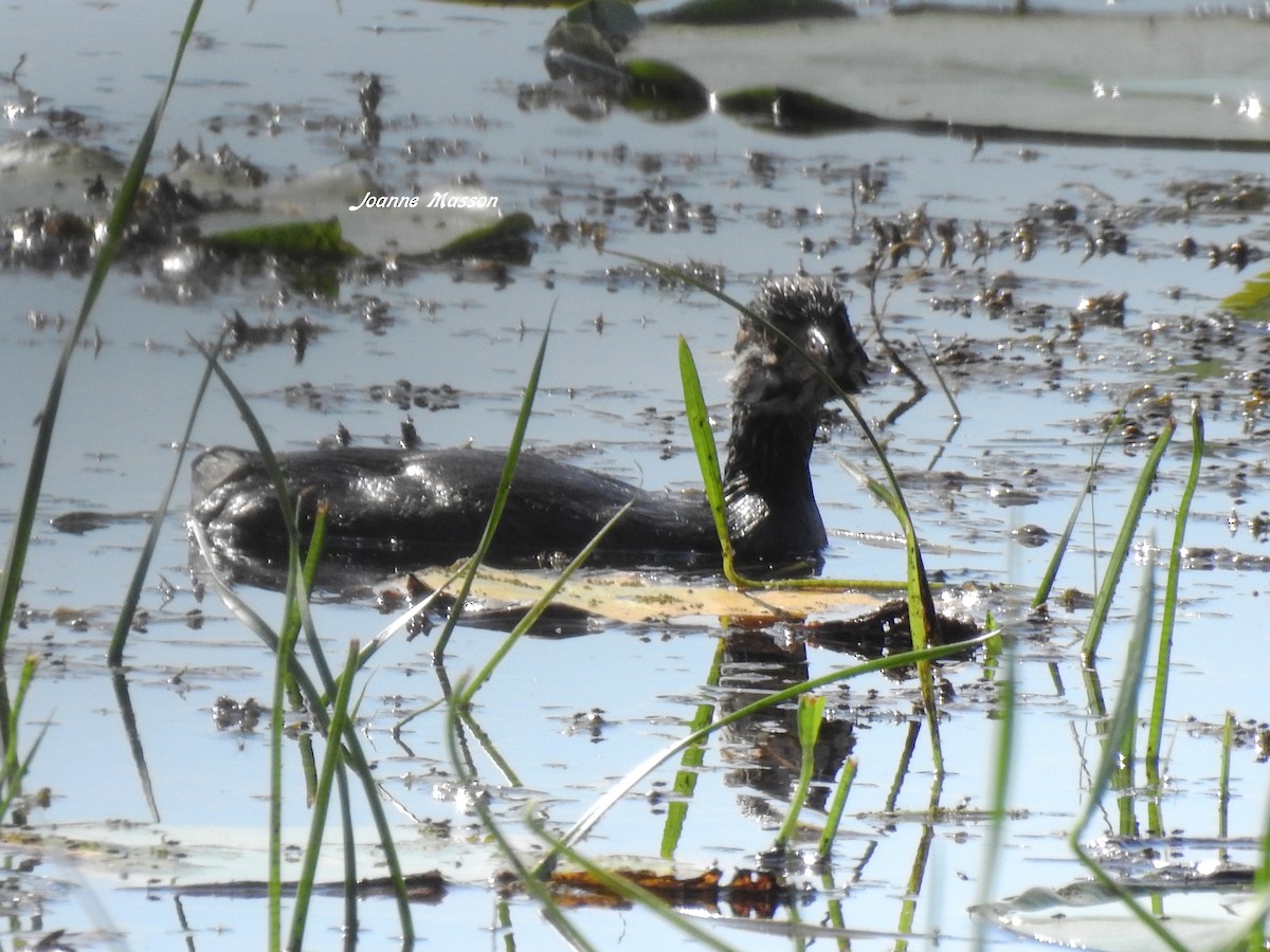 Pied-billed Grebe - ML171541791