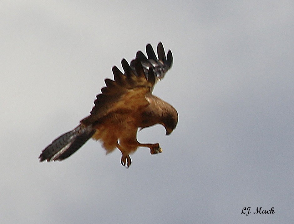 Swainson's Hawk - ML171542901