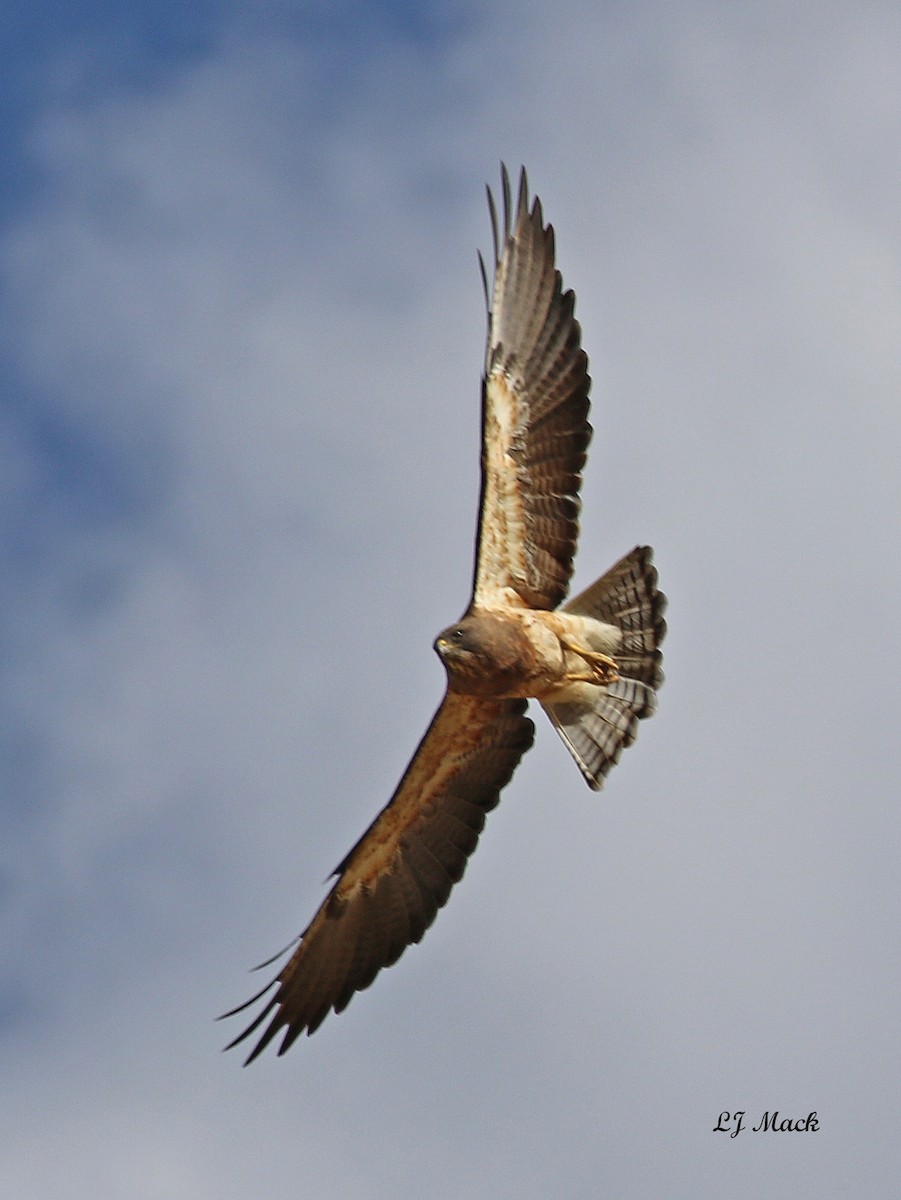 Swainson's Hawk - ML171542911