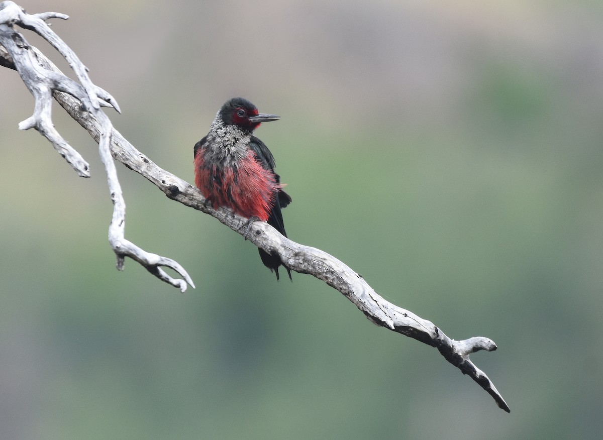 Lewis's Woodpecker - ML171542941