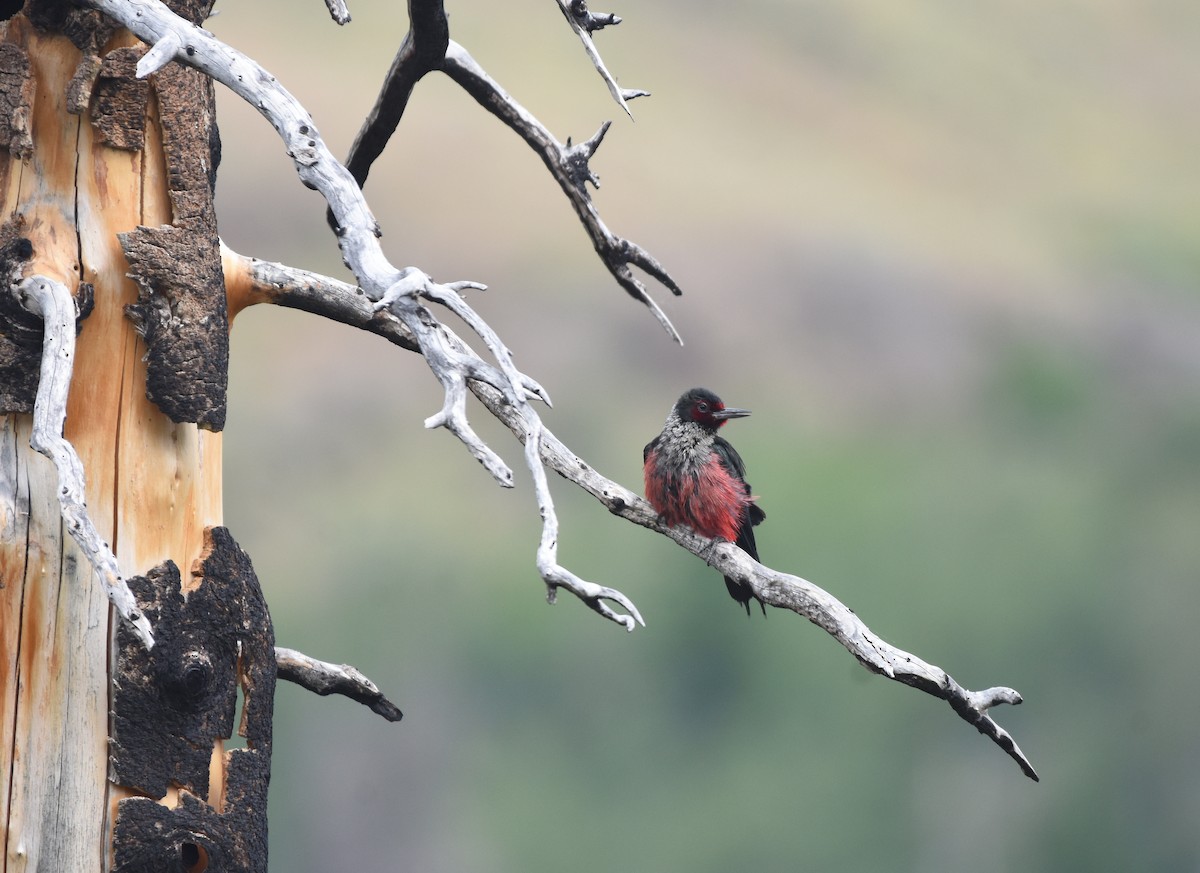 Lewis's Woodpecker - ML171543011