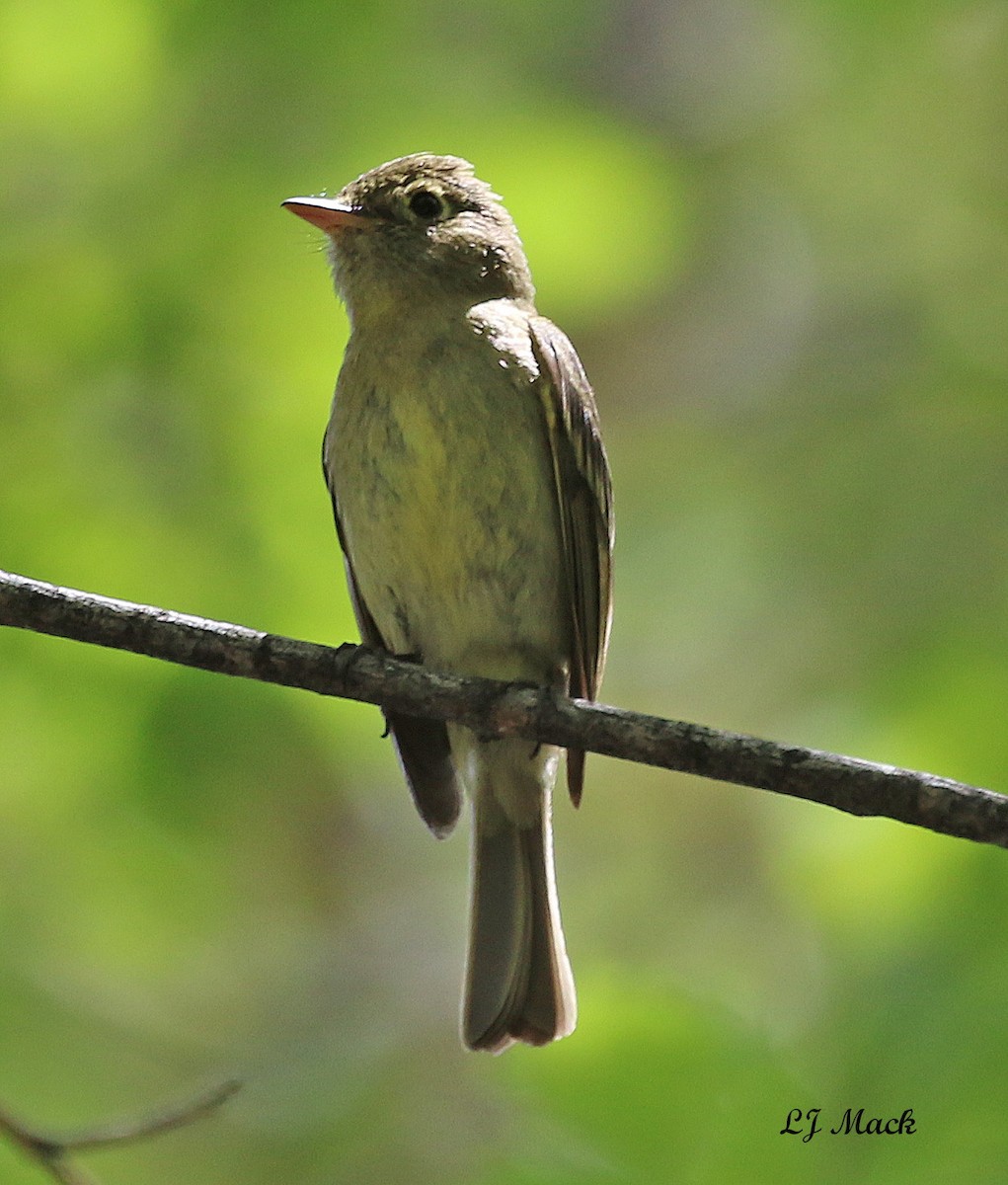 Western Flycatcher (Cordilleran) - Linda Mack