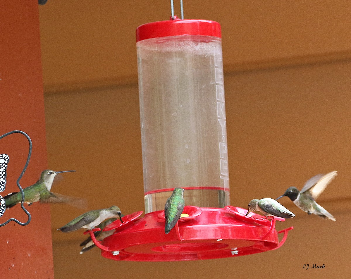 Black-chinned Hummingbird - ML171543531