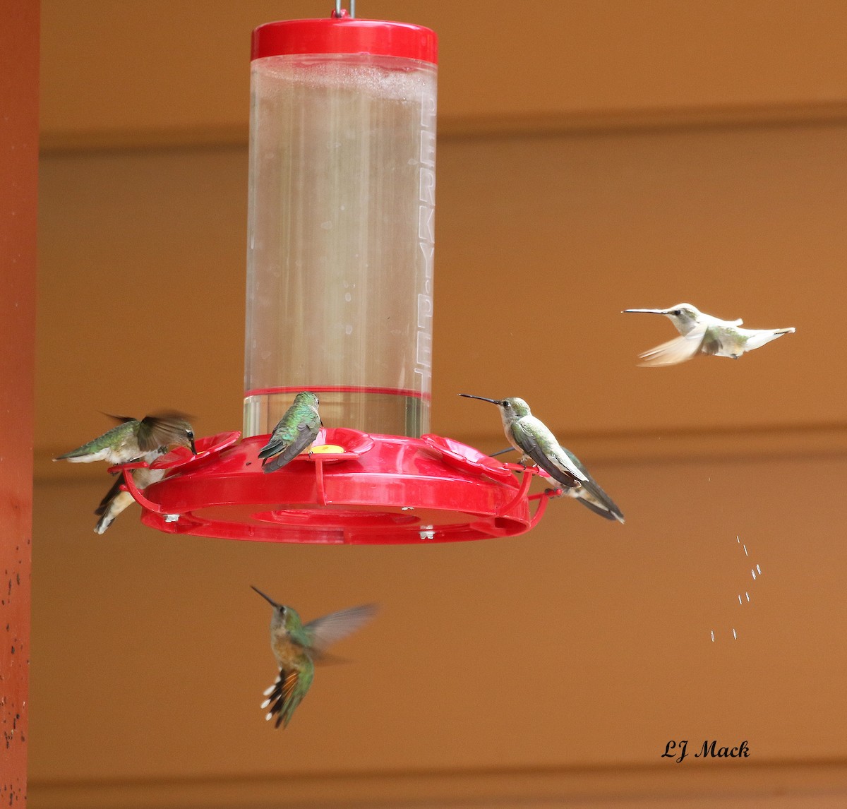 Rufous Hummingbird - Linda Mack