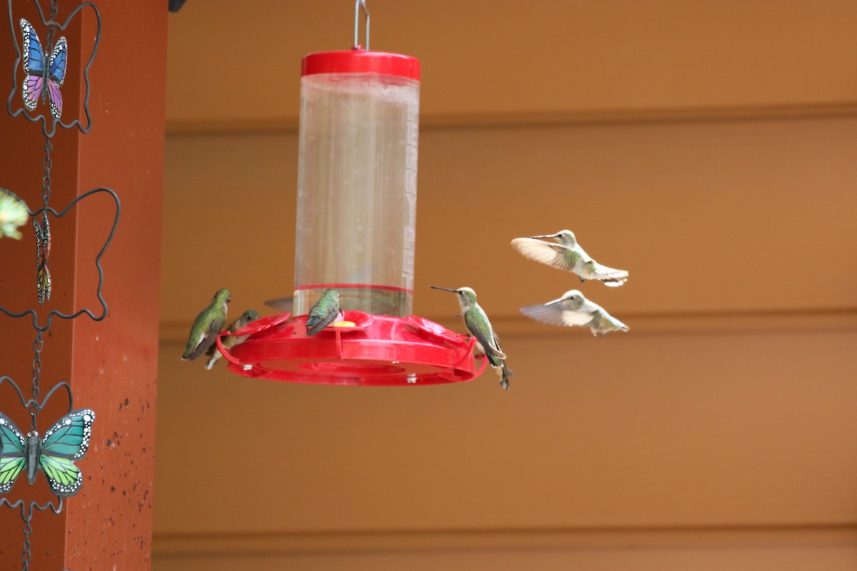 Broad-tailed Hummingbird - Linda Mack