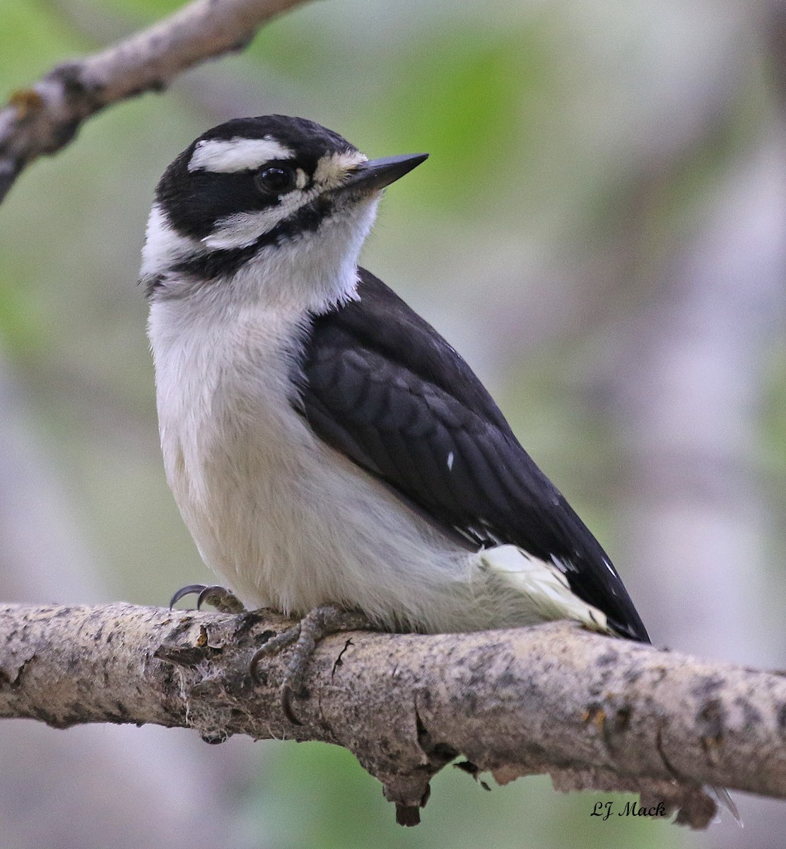 Downy Woodpecker - ML171544541