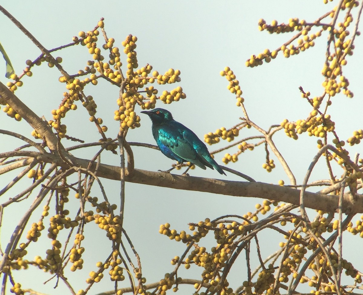 Lesser Blue-eared Starling - ML171545111