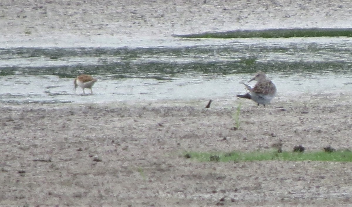 White-rumped Sandpiper - ML171547801