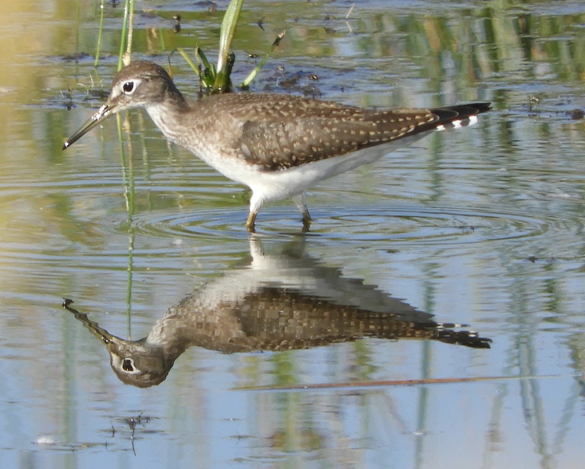 Einsiedelwasserläufer - ML171550331