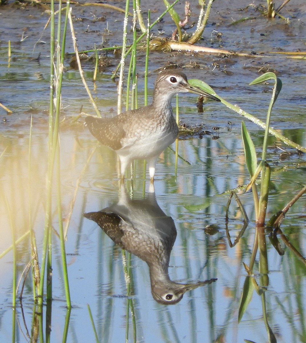 Einsiedelwasserläufer - ML171550441