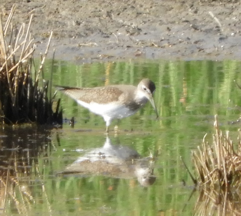 Einsiedelwasserläufer - ML171550901