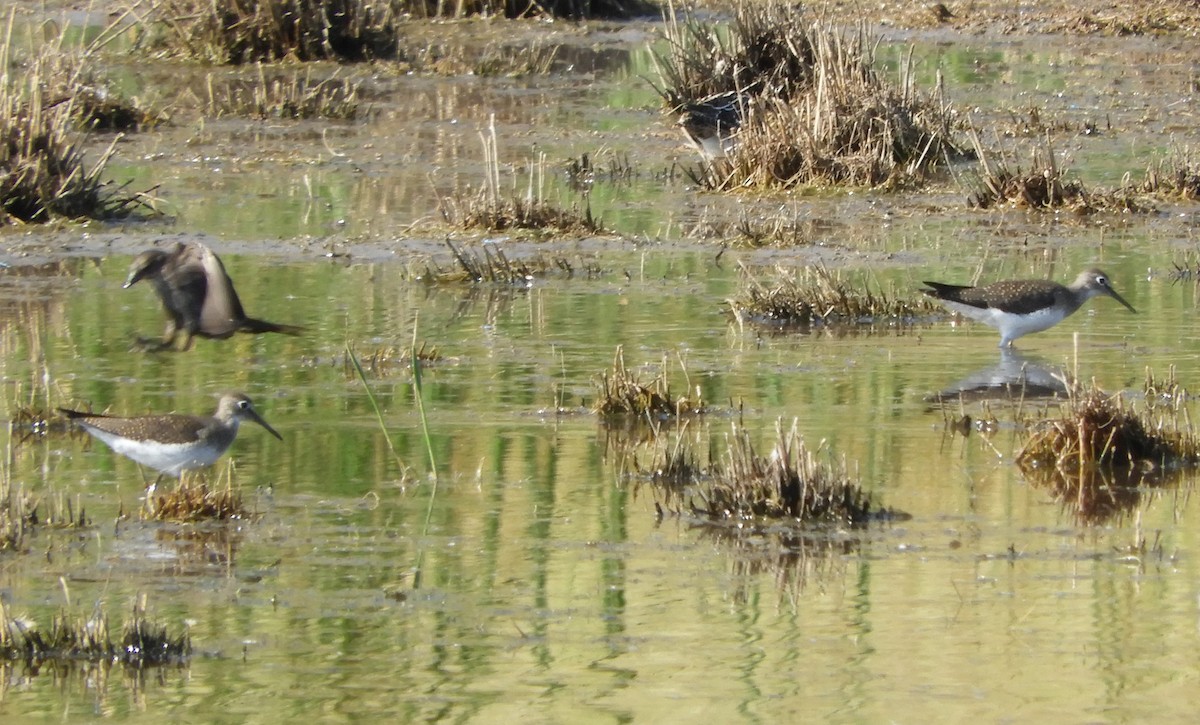 Einsiedelwasserläufer - ML171551541