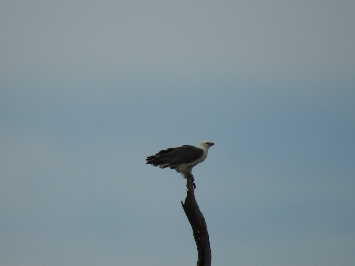 White-bellied Sea-Eagle - ML171552681