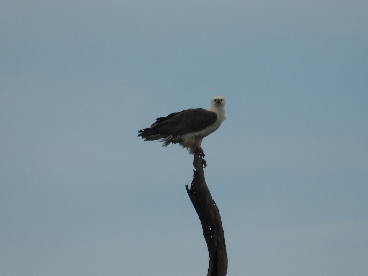 White-bellied Sea-Eagle - ML171552741