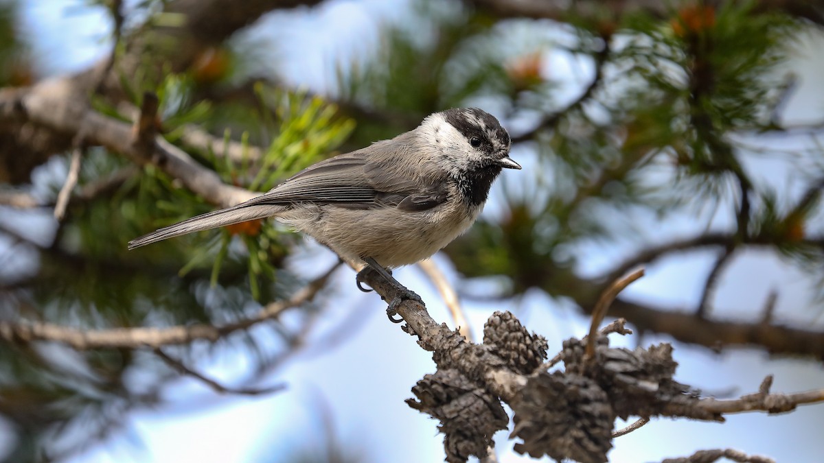 Mountain Chickadee - ML171552781