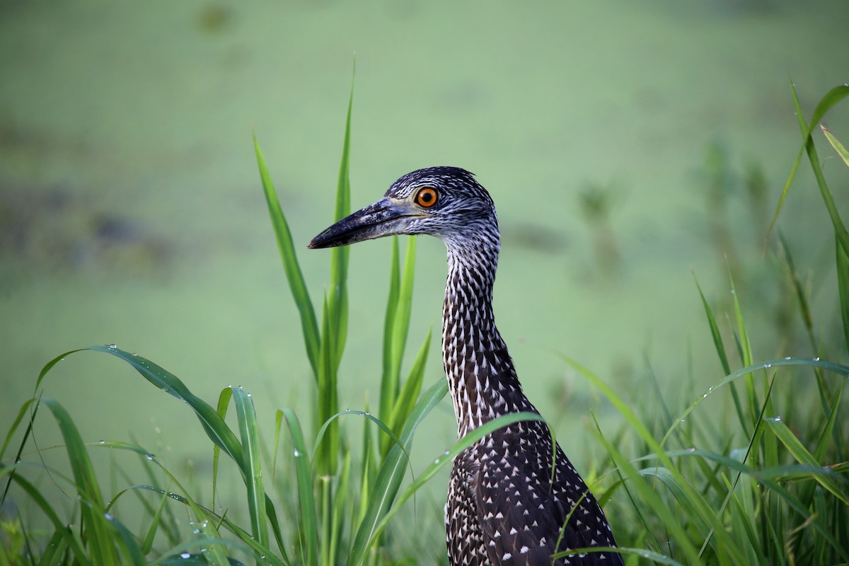 Yellow-crowned Night Heron - ML171553671