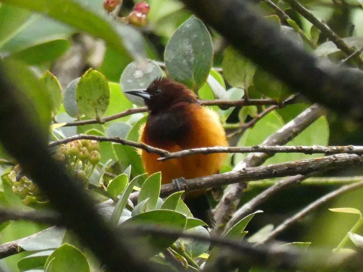 Martinique Oriole - ML171554091