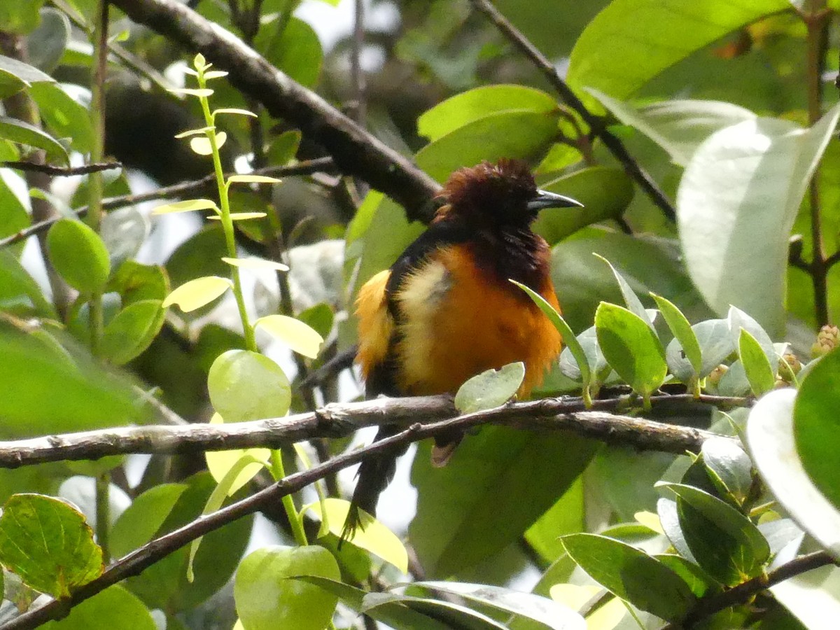 Martinique Oriole - ML171554121