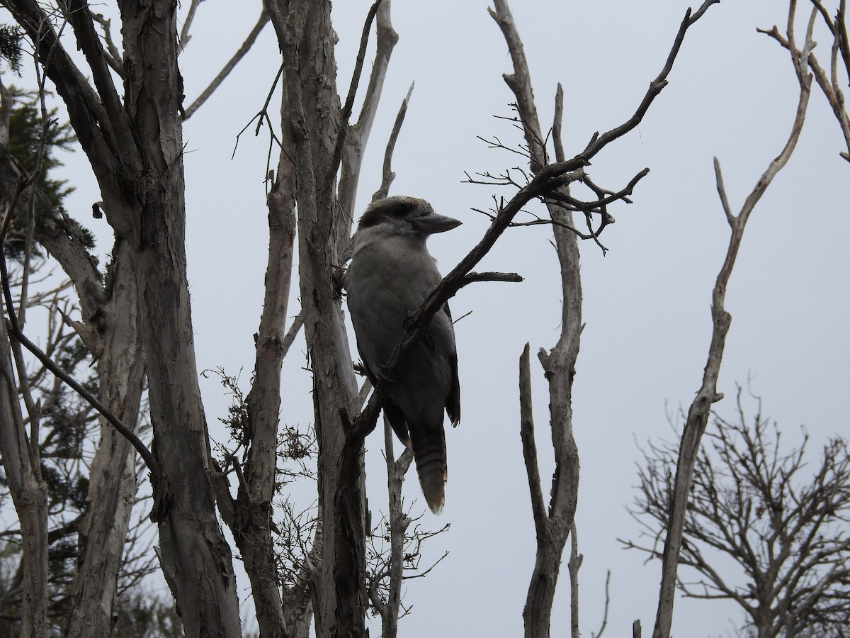 Laughing Kookaburra - ML171554131