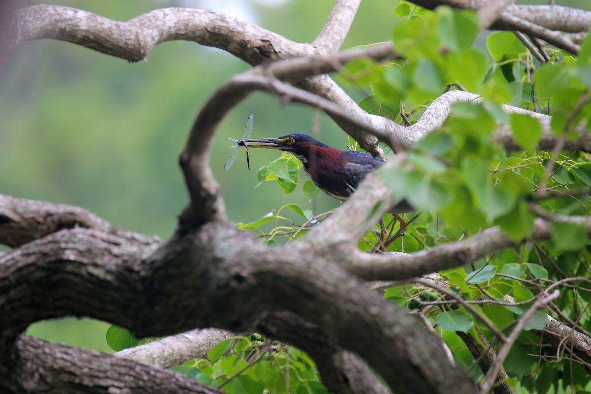 Green Heron - ML171554411