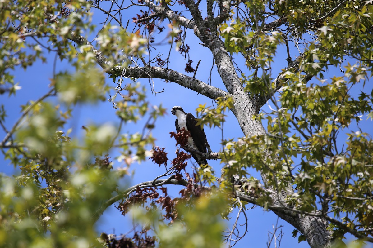 Osprey - ML171554451