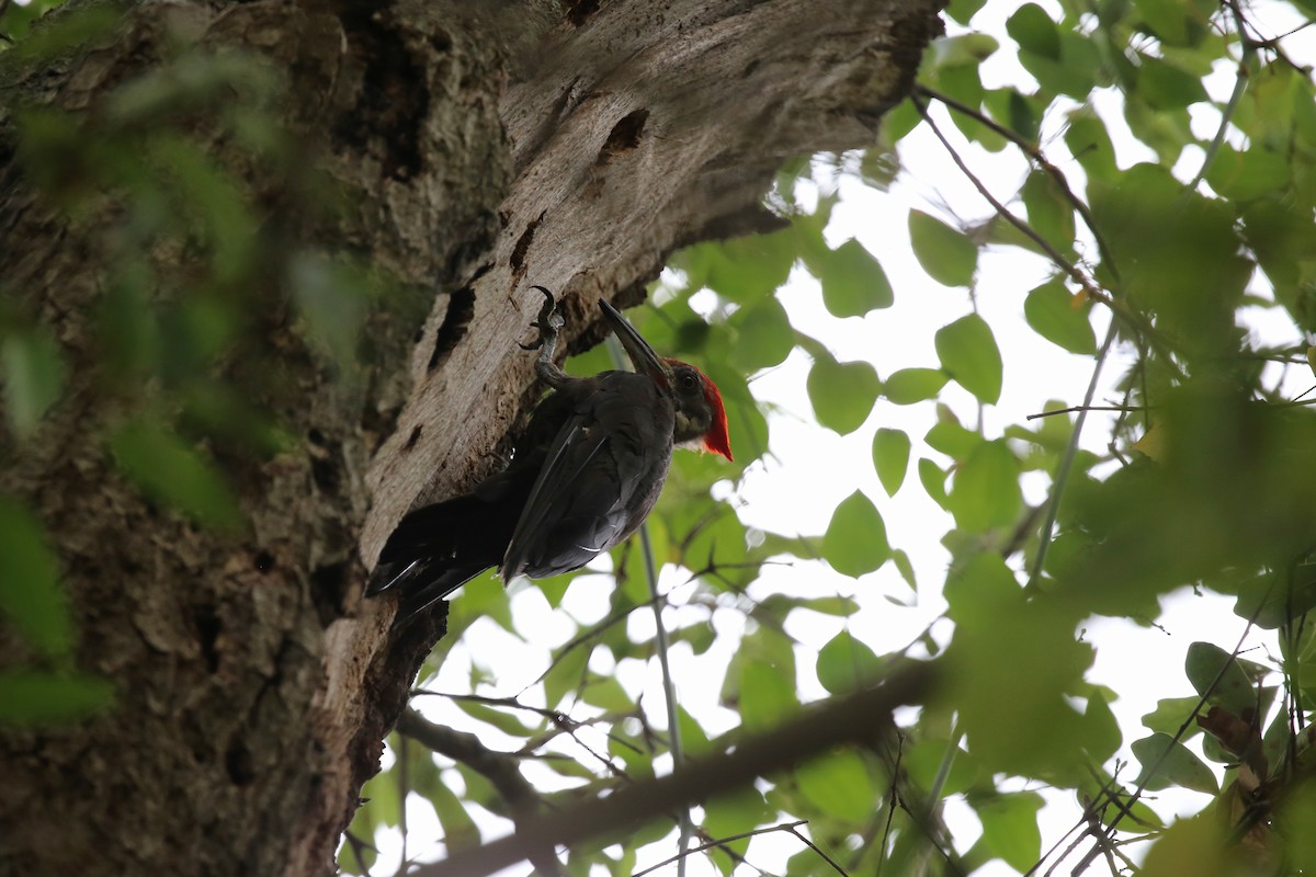 Pileated Woodpecker - ML171554771
