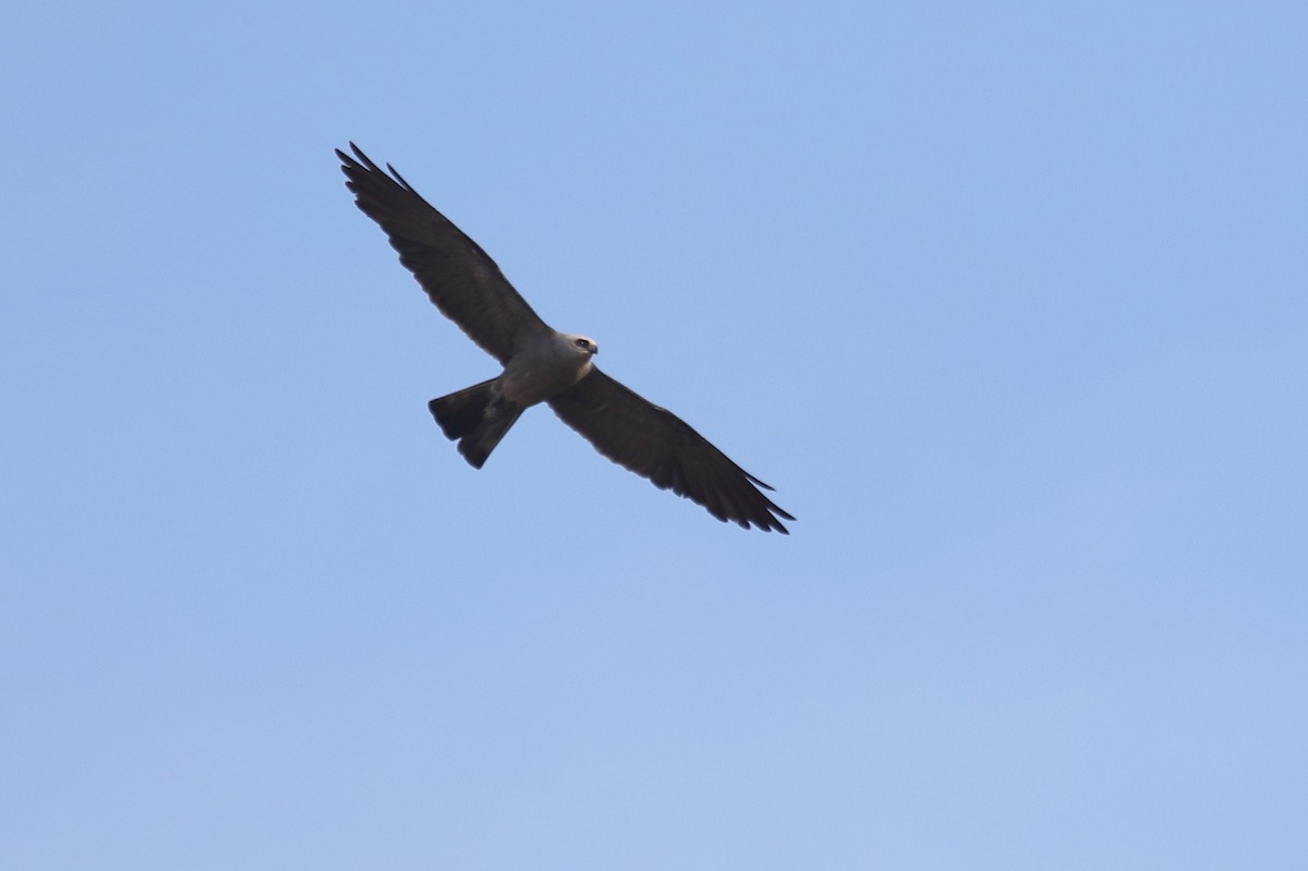 Mississippi Kite - Bert Frenz