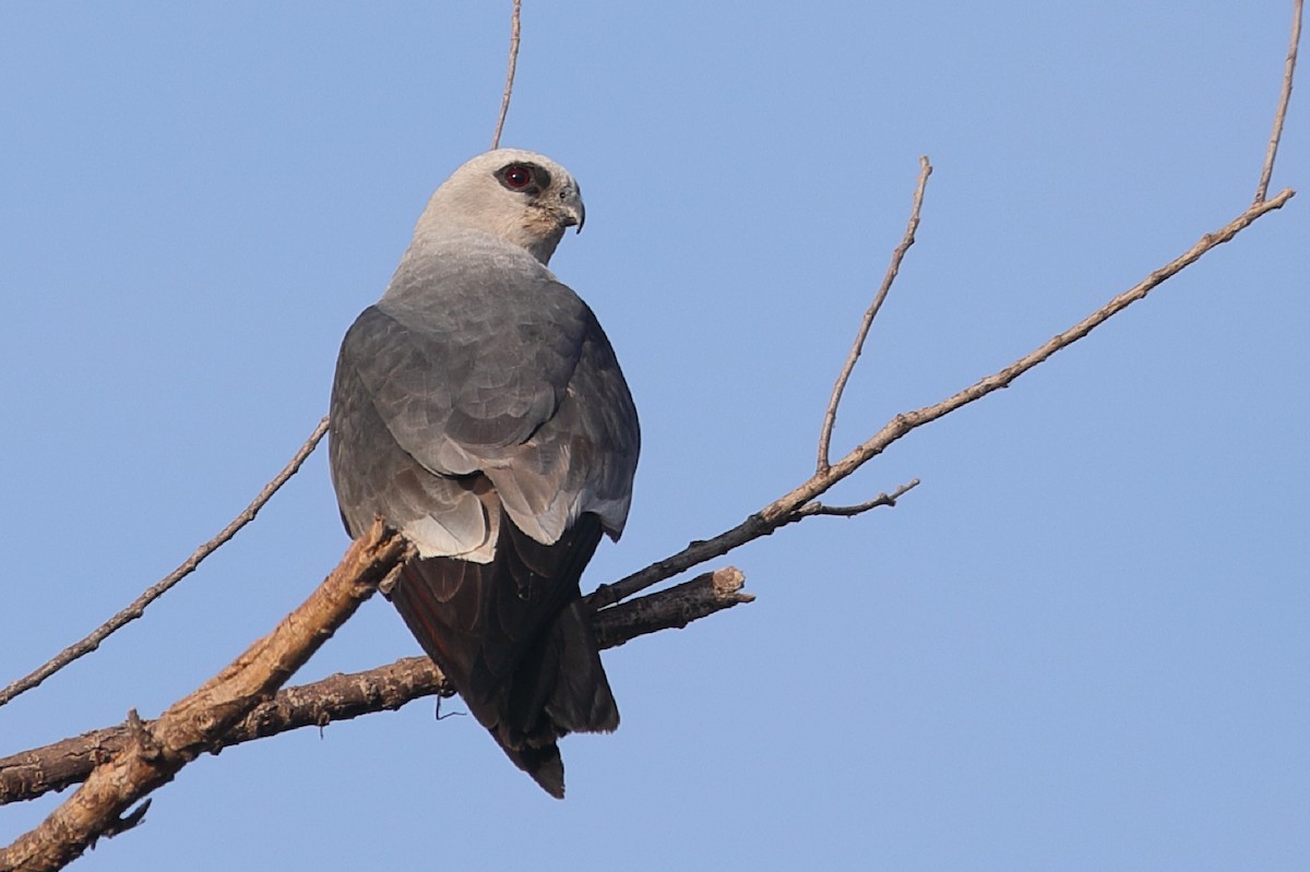 Mississippi Kite - ML171559011