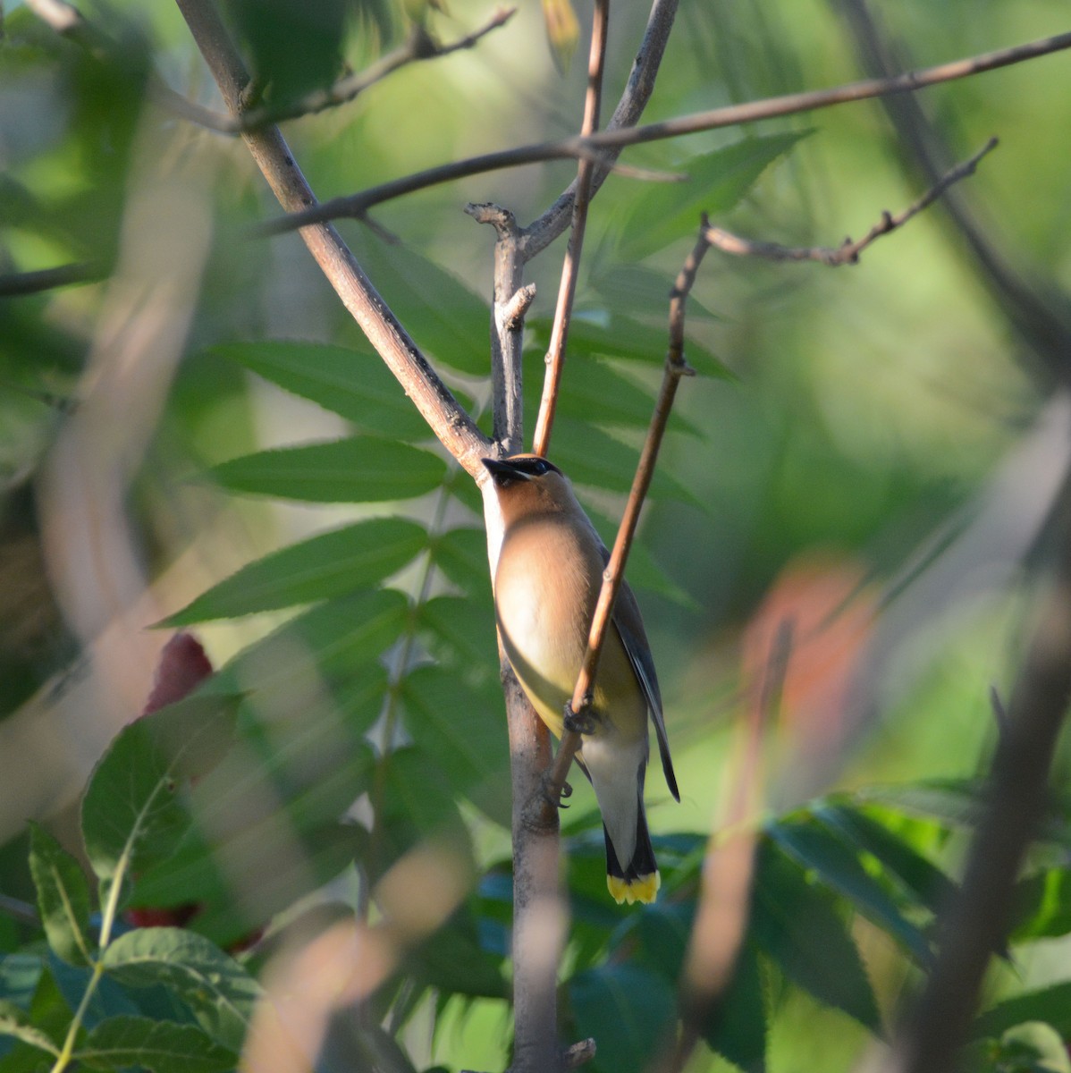 Cedar Waxwing - ML171561381