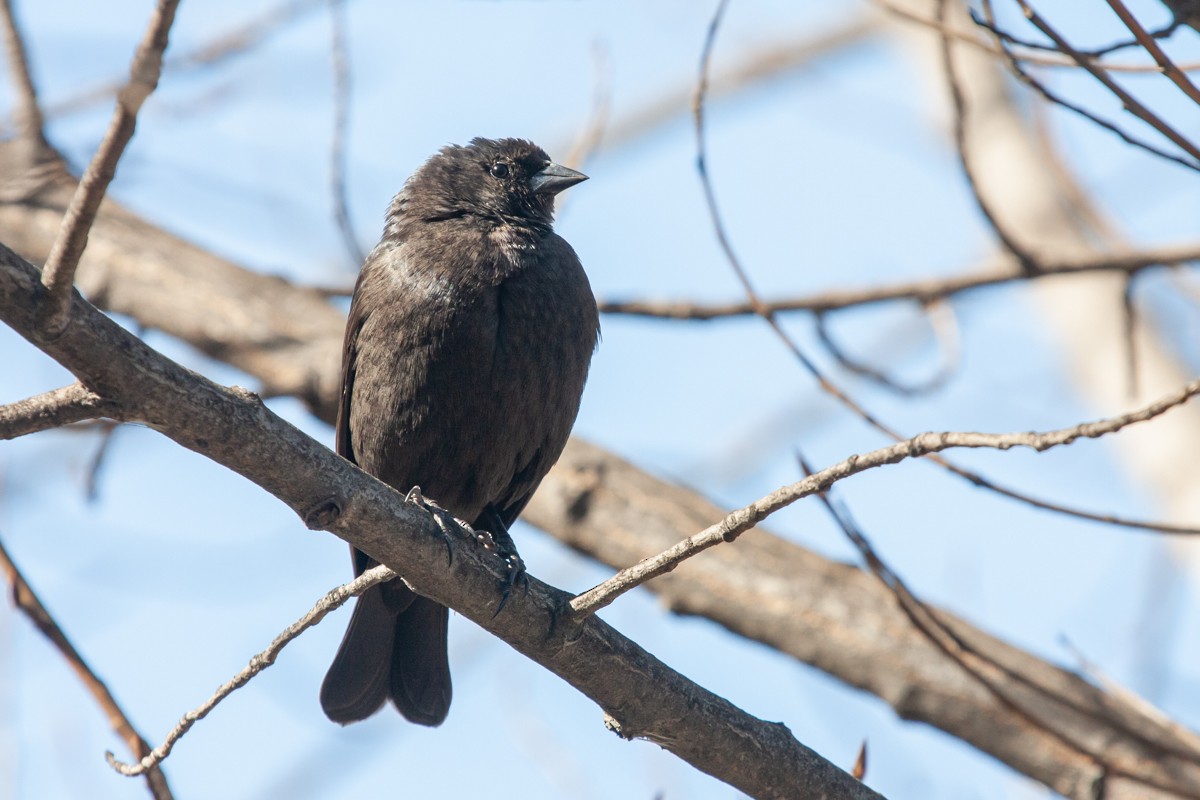 Shiny Cowbird - ML171563901