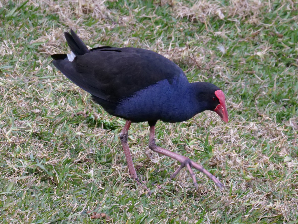 Australasian Swamphen - ML171563921