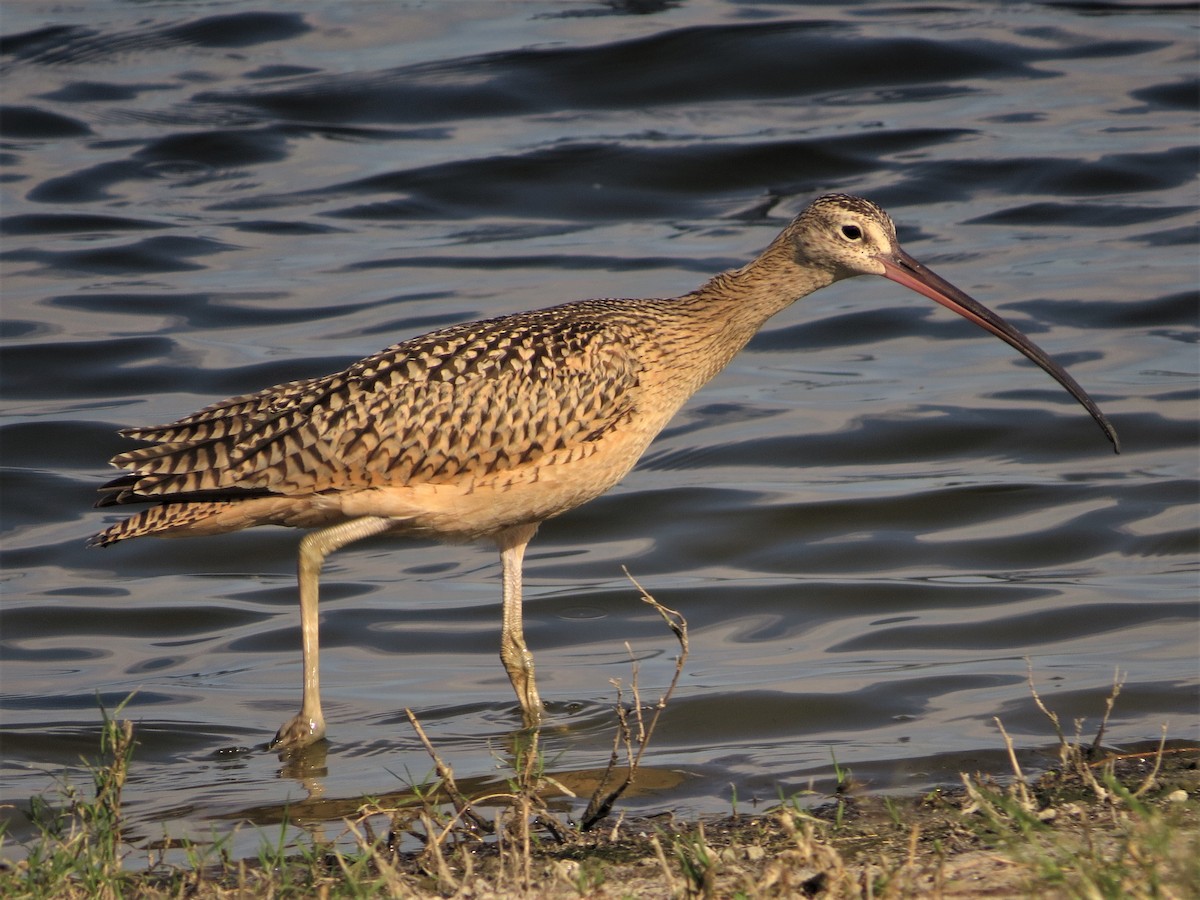 Long-billed Curlew - ML171564521