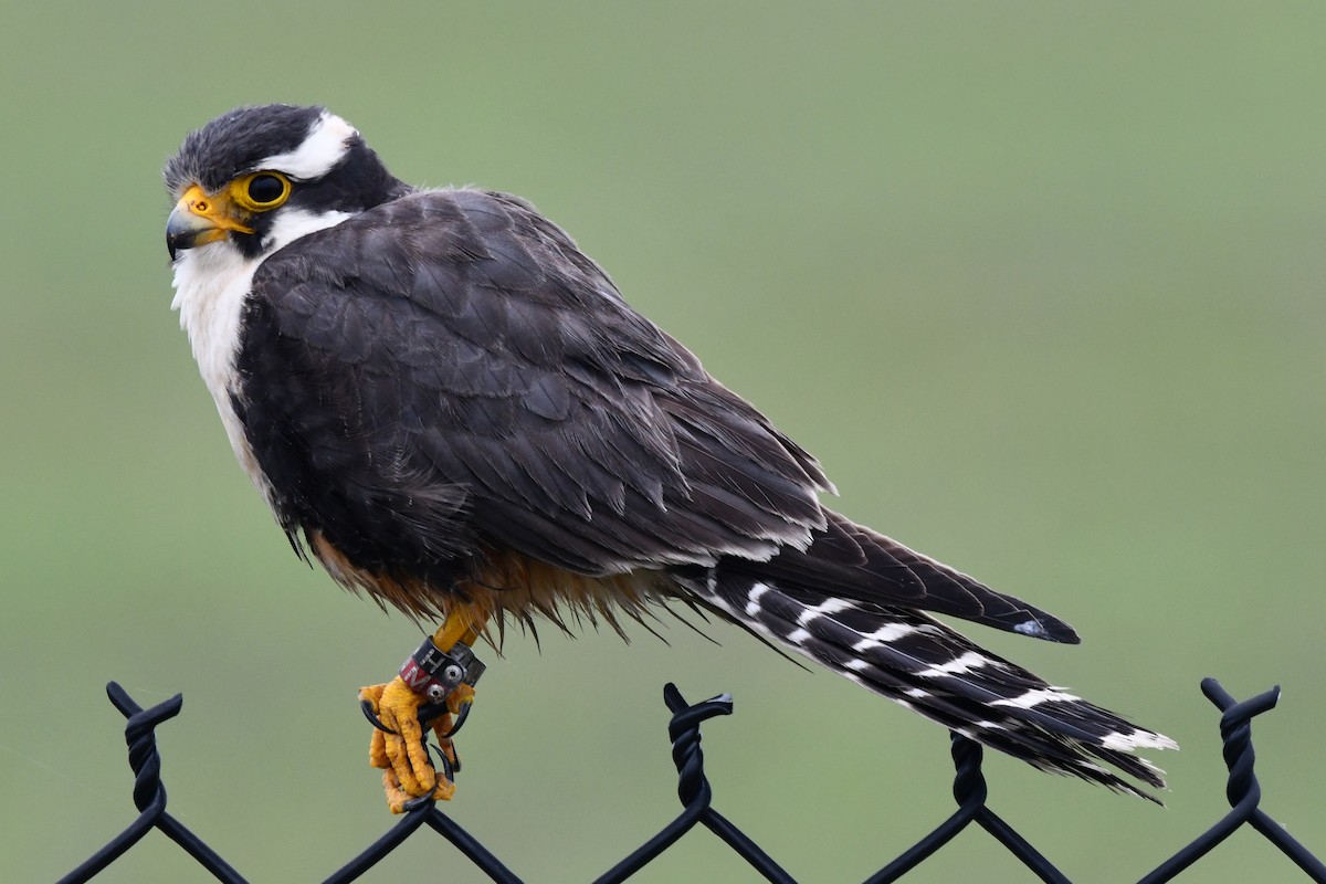 Aplomado Falcon - Ethan Lai