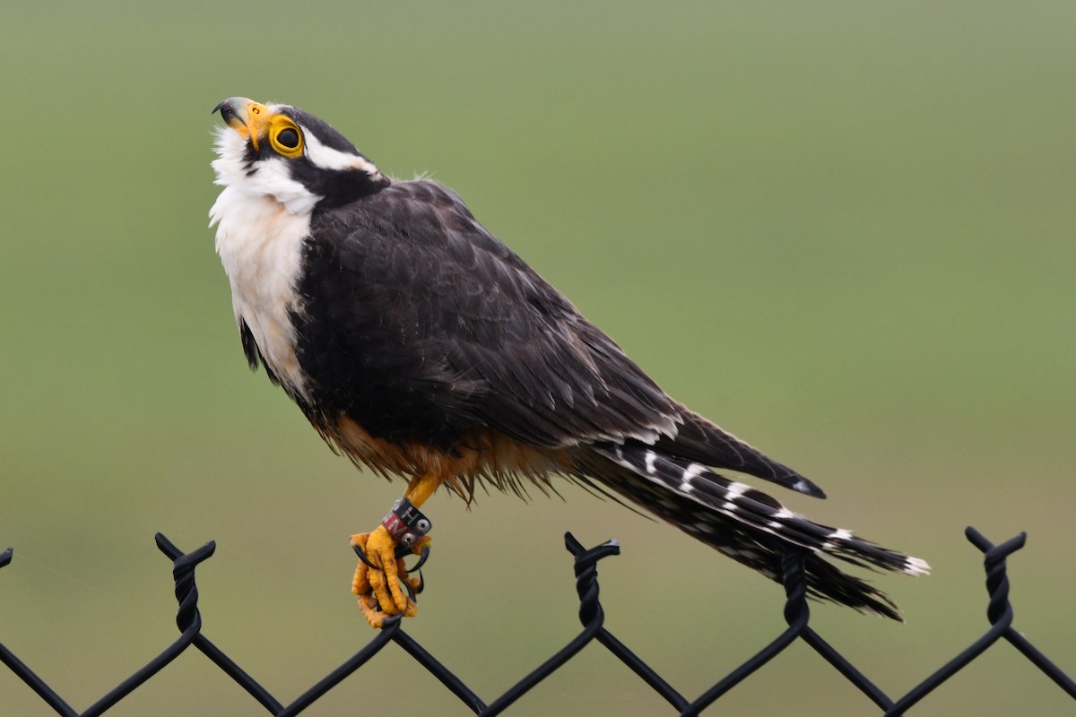 Aplomado Falcon - Ethan Lai