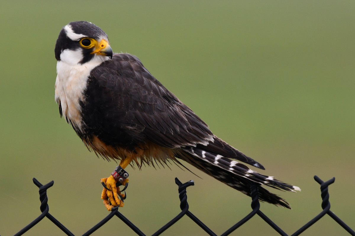 Aplomado Falcon - Ethan Lai